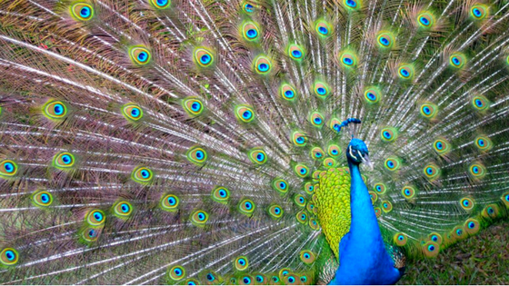 The Myth of Authenticity