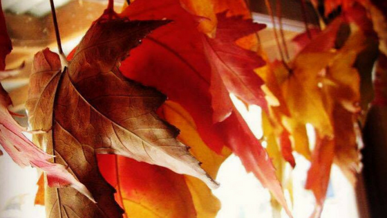 Flowing with Fall: Being in Transition
