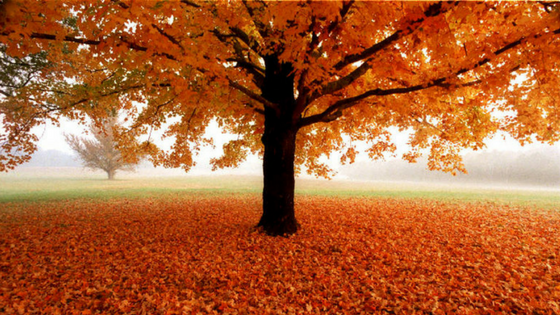 Flowing with Fall: Clearing as Devotion and Trust